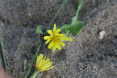 Launaea sarmentosa